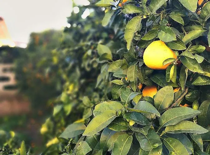 A Casa Di Iole Appartement *